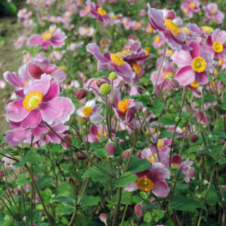 Plantes Vivaces ANEMONE hupehensis 'Praecox' - Anémone du Japon en vente - Pépinière Lepage .