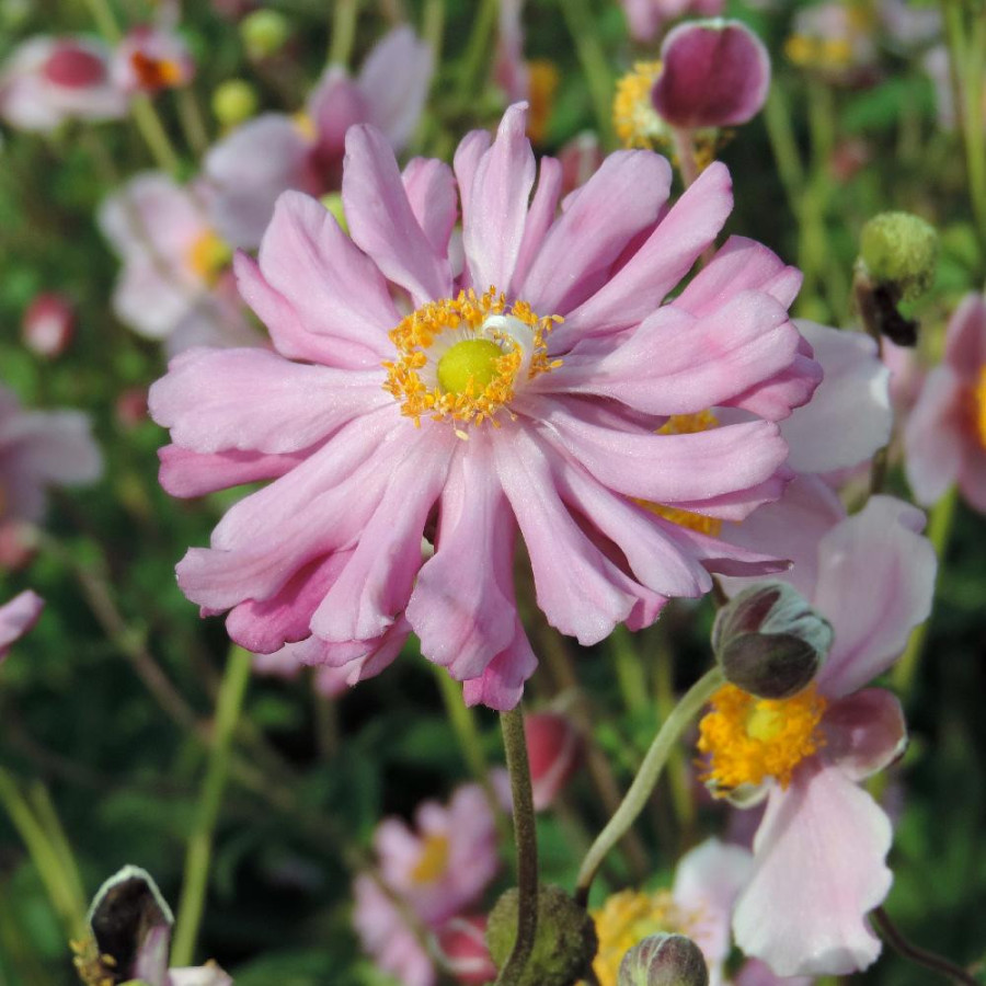 Plantes Vivaces ANEMONE hupehensis 'Prinz Heinrich' - Anémone du Japon en vente - Pépinière Lepage .