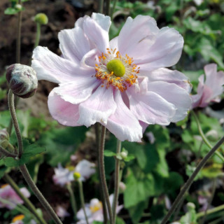 Plantes Vivaces ANEMONE hybrida 'Königin Charlotte' - Anémone du Japon en vente - Pépinière Lepage .