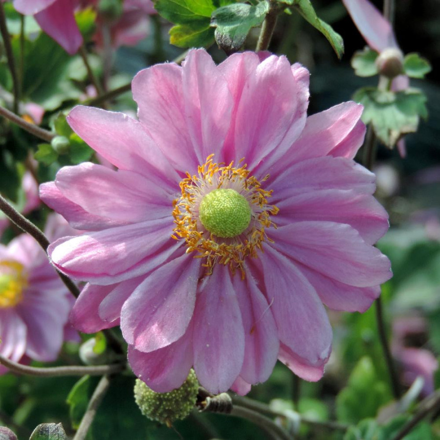Plantes Vivaces ANEMONE hybrida 'Pamina' - Anémone du Japon en vente - Pépinière Lepage .