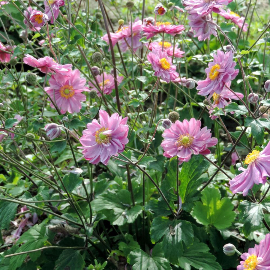 Plantes Vivaces ANEMONE hybrida 'Pamina' - Anémone du Japon en vente - Pépinière Lepage .