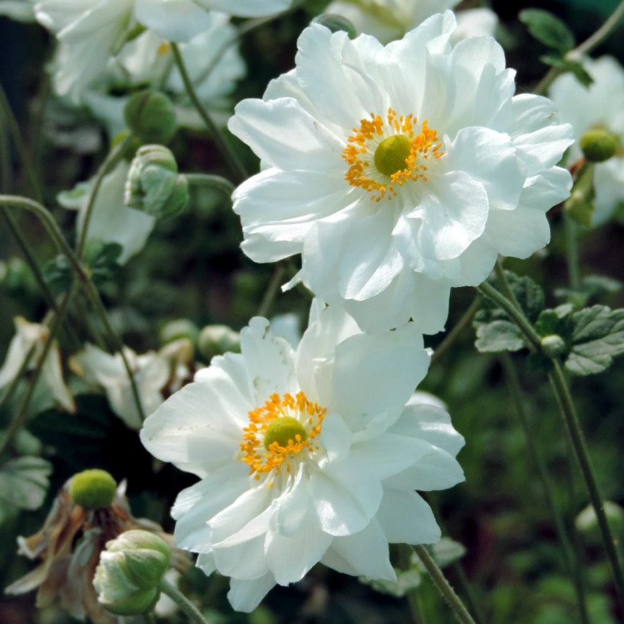 Plantes Vivaces ANEMONE hybrida 'Whirlwind' - Anémone du Japon en vente - Pépinière Lepage .
