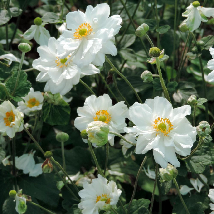 Plantes Vivaces ANEMONE hybrida 'Whirlwind' - Anémone du Japon en vente - Pépinière Lepage .