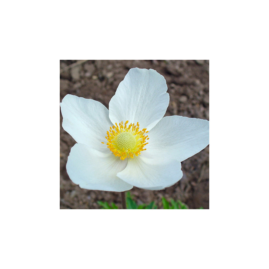 Plantes Vivaces ANEMONE sylvestris - Anémone palmée en vente - Pépinière Lepage .