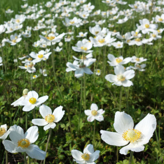 Plantes Vivaces ANEMONE sylvestris - Anémone palmée en vente - Pépinière Lepage .