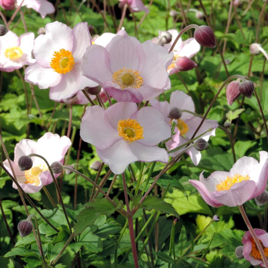Plantes Vivaces ANEMONE tomentosa 'Robustissima' - Anémone du Japon en vente - Pépinière Lepage .