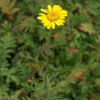 Plantes Vivaces ANTHEMIS tinctoria 'Kelwayi' - Camomille en vente - Camomille des teinturiers en vente - Pépinière Lepage .