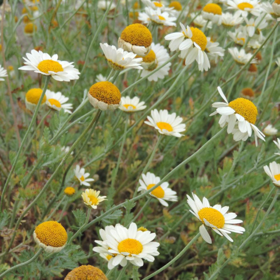 Plantes Vivaces ANTHEMIS tinctoria 'Sauce Hollandaise' - Camomille en vente - Camomille des teinturiers en vente - Pépinière Lep