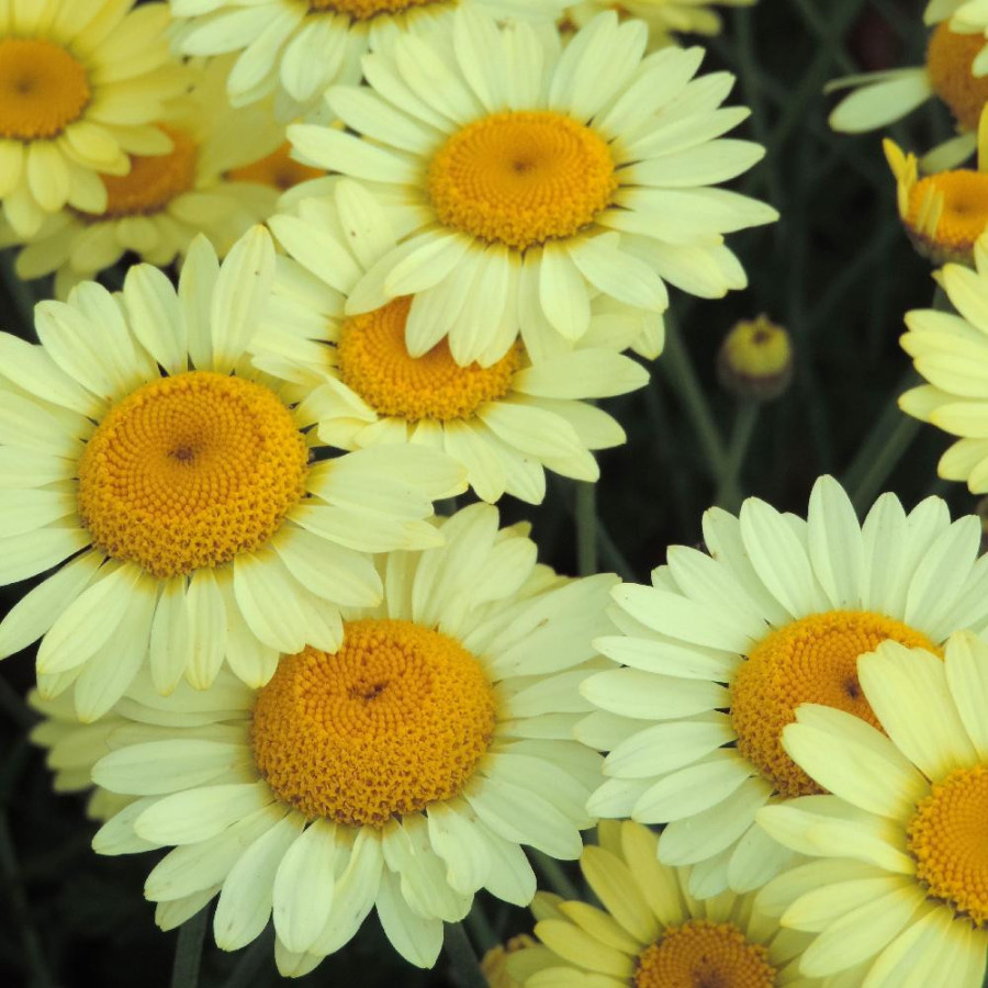 Plantes Vivaces ANTHEMIS tinctoria 'Wargrave' - Camomille en vente - Camomille des teinturiers en vente - Pépinière Lepage .