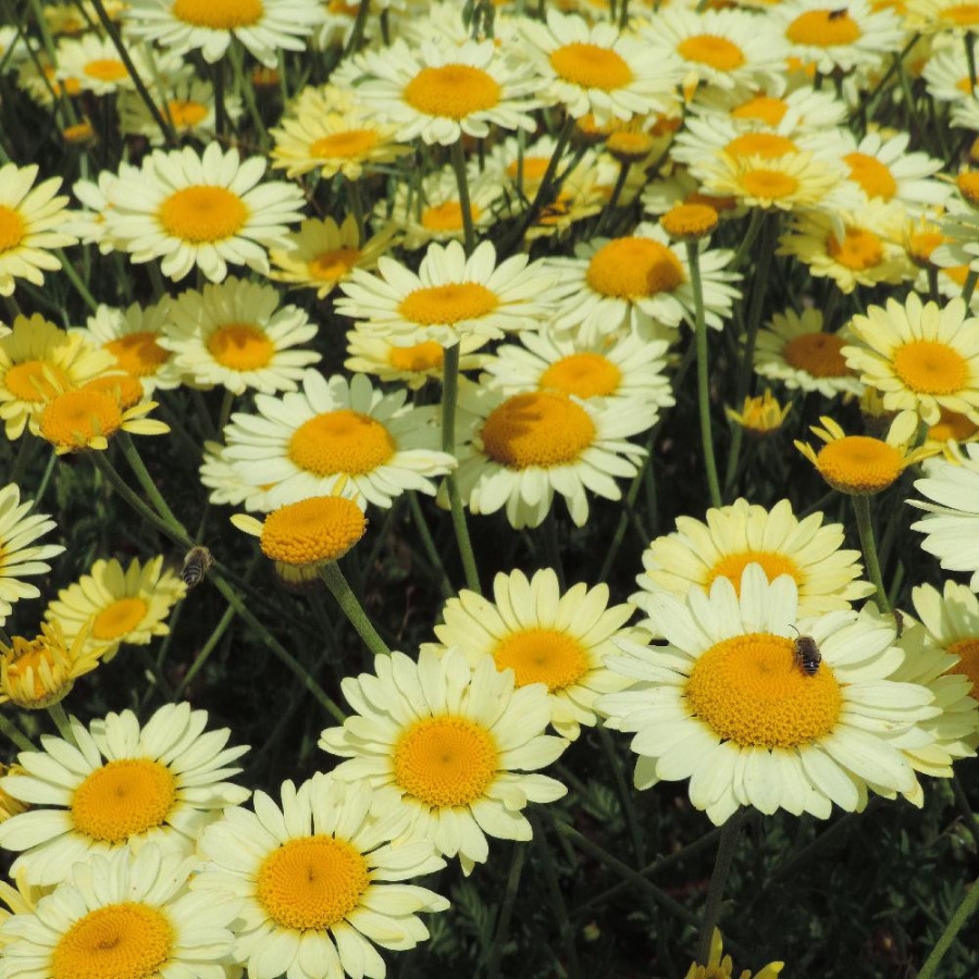 Plantes Vivaces ANTHEMIS tinctoria 'Wargrave' - Camomille en vente - Camomille des teinturiers en vente - Pépinière Lepage .