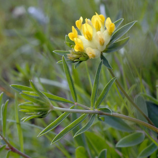 ANTHYLLIS vulneraria