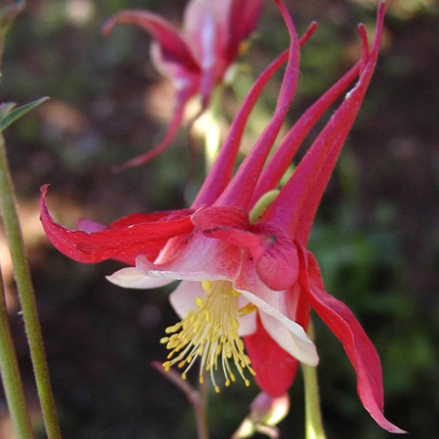 Plantes Vivaces AQUILEGIA 'Crimson Star' - Ancolie en vente - Pépinière Lepage .
