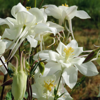 Plantes Vivaces AQUILEGIA 'Kristall' - Ancolie en vente - Pépinière Lepage .