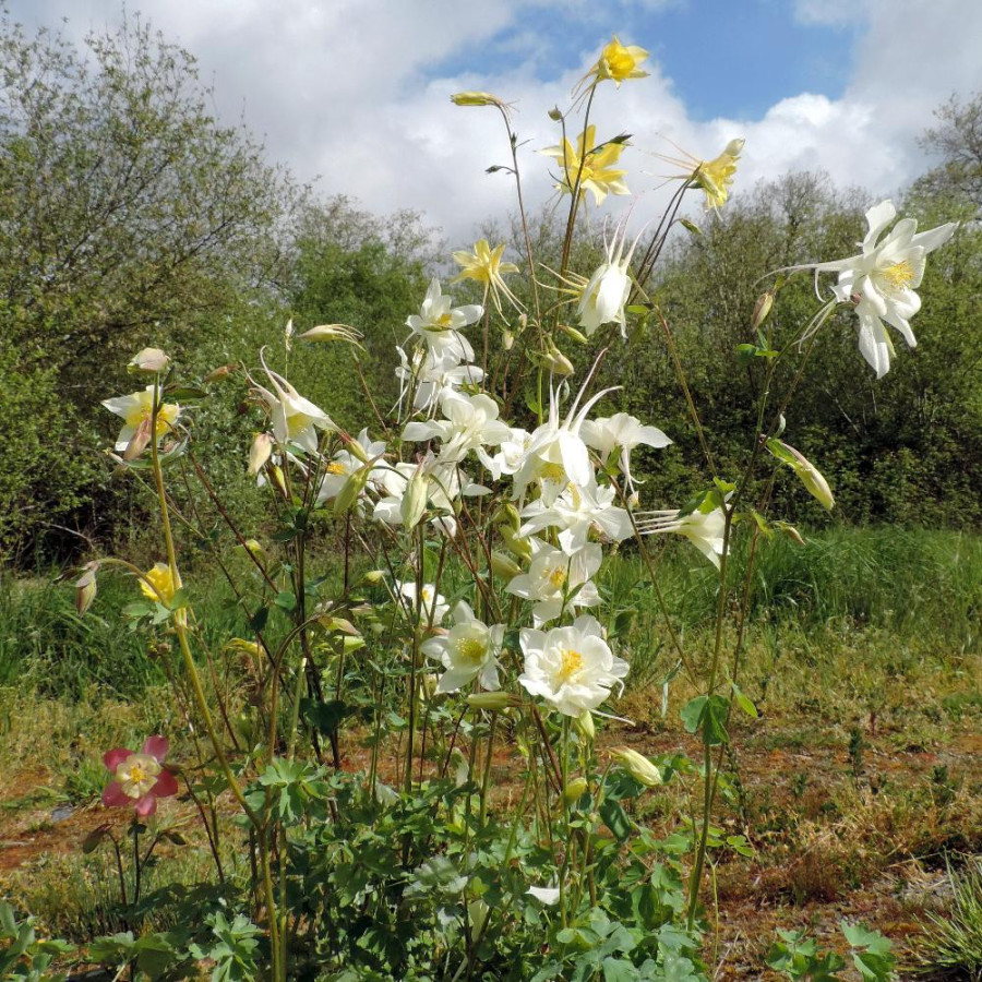 Plantes Vivaces AQUILEGIA 'Kristall' - Ancolie en vente - Pépinière Lepage .