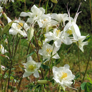 Plantes Vivaces AQUILEGIA 'Kristall' - Ancolie en vente - Pépinière Lepage .