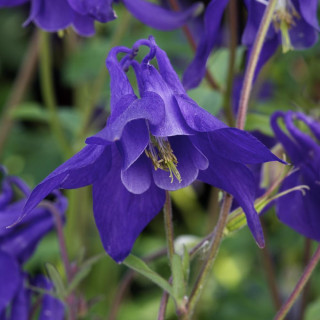 Plantes Vivaces AQUILEGIA alpina - Ancolie des Alpes en vente - Pépinière Lepage .