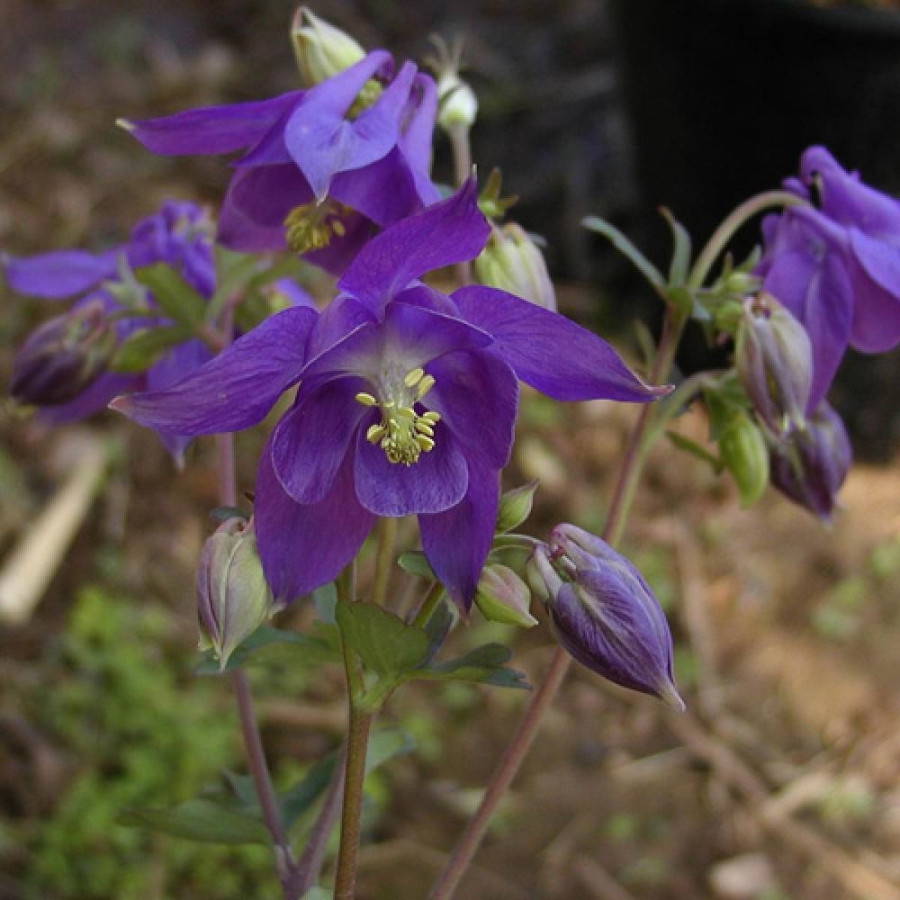 Plantes Vivaces AQUILEGIA alpina - Ancolie des Alpes en vente - Pépinière Lepage .