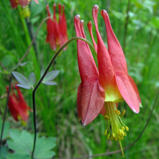 Plantes Vivaces AQUILEGIA canadensis - Ancolie du Canada en vente - Pépinière Lepage .