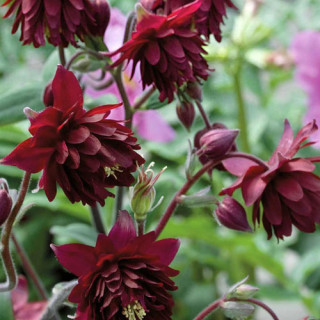 Plantes Vivaces AQUILEGIA vulgaris 'Ruby Port' - Ancolie des jardins en vente - Pépinière Lepage .