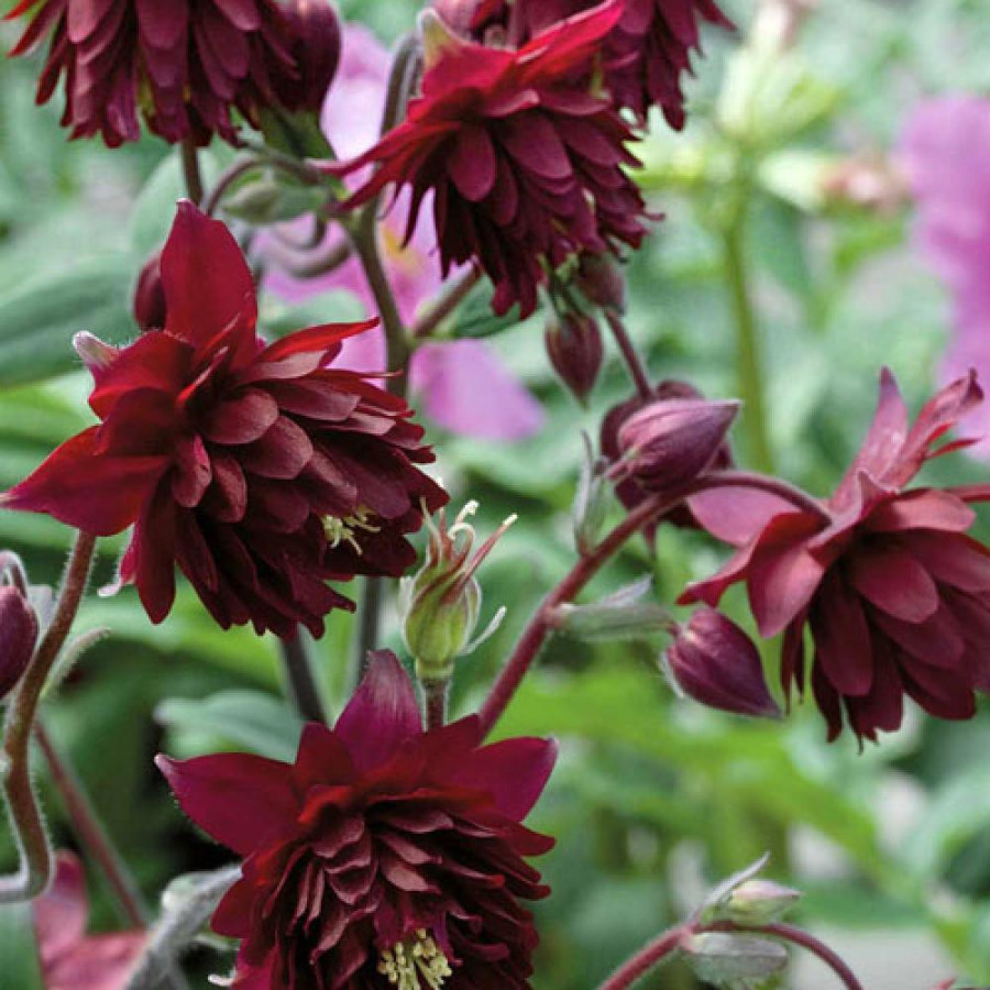 Plantes Vivaces AQUILEGIA vulgaris 'Ruby Port' - Ancolie des jardins en vente - Pépinière Lepage .