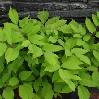 Plantes Vivaces ARALIA cordata 'Sun King' - Aralie cordiforme en vente - Pépinière Lepage .