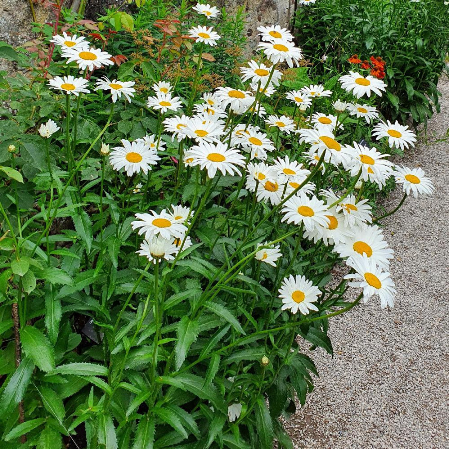 Plantes Vivaces ARCTANTHEMUM arcticum - Chrysanthème en vente - Pépinière Lepage .