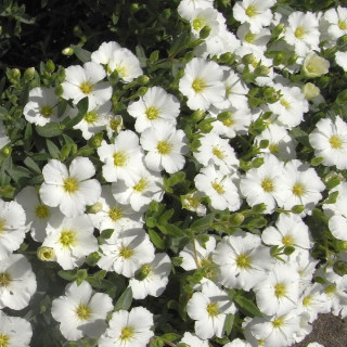Plantes Vivaces ARENARIA montana - Sabline en vente - Pépinière Lepage .
