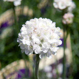 Plantes Vivaces ARMERIA maritima 'Alba' - Gazon d'Espagne en vente - Pépinière Lepage .
