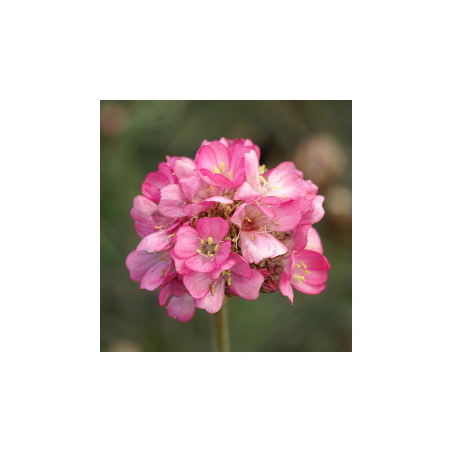 Plantes Vivaces ARMERIA maritima 'Rubrifolia' - Gazon d'Espagne en vente - Pépinière Lepage .