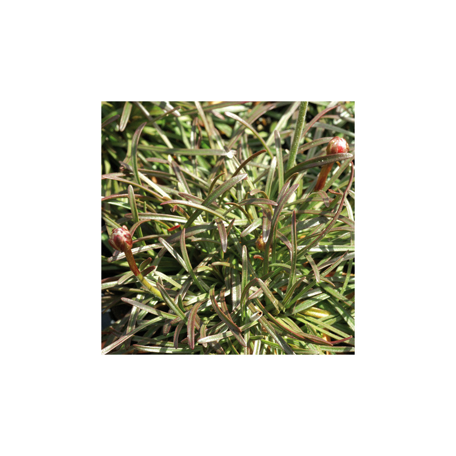 Plantes Vivaces ARMERIA maritima 'Rubrifolia' - Gazon d'Espagne en vente - Pépinière Lepage .