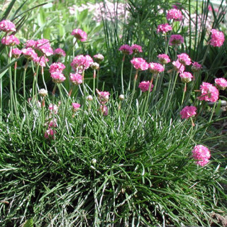 Plantes Vivaces ARMERIA maritima 'Splendens' - Gazon d'Espagne en vente - Pépinière Lepage .