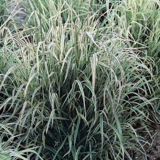 Plantes Vivaces ARRHENATHERUM elatius 'Variegatum' - Avoine élevée en vente - Avoine à chapelet en vente - Pépinière Lepage .