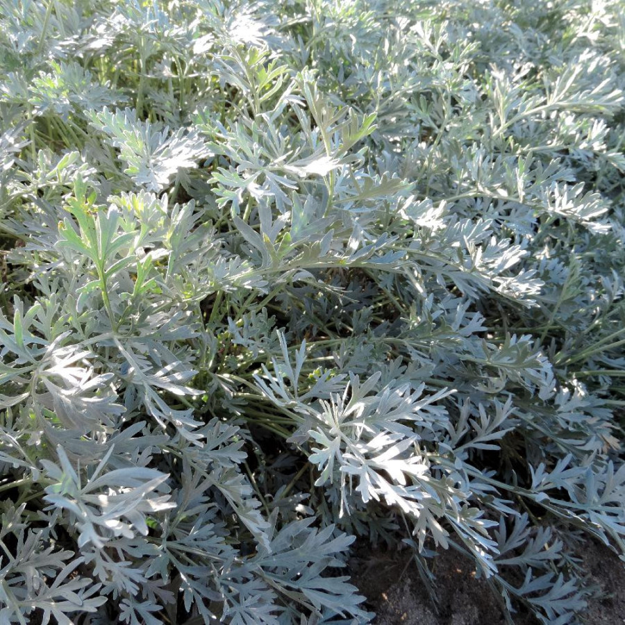 Plantes Vivaces ARTEMISIA absinthium 'Lambrook Silver' - Armoise en vente - Pépinière Lepage .