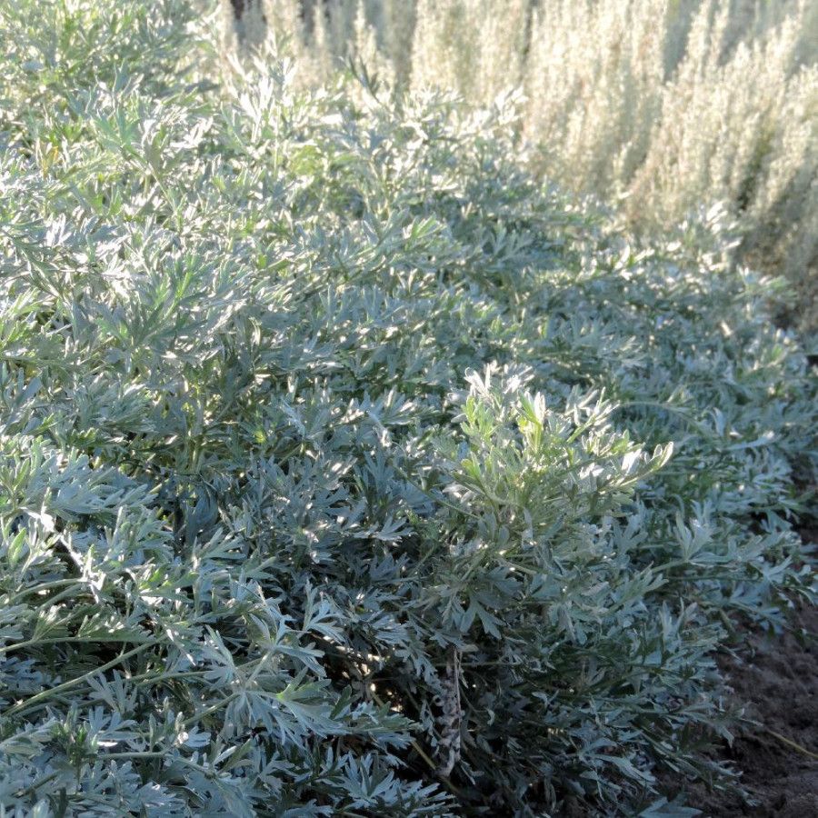 Plantes Vivaces ARTEMISIA absinthium 'Lambrook Silver' - Armoise en vente - Pépinière Lepage .