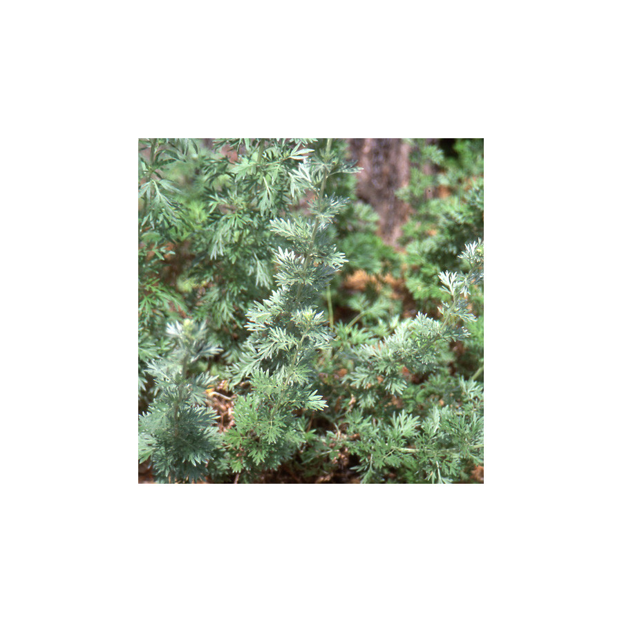 Plantes Vivaces ARTEMISIA absinthium (Absinthe) - Armoise en vente - Absinthe en vente - Pépinière Lepage .