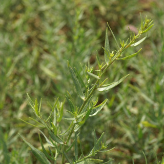 ARTEMISIA dracunculus (Estragon)