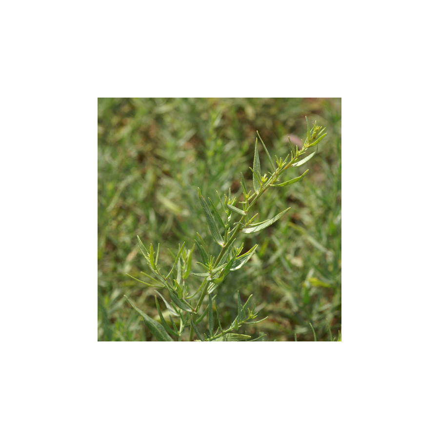 Plantes Vivaces ARTEMISIA dracunculus (Estragon) - Armoise en vente - Estragon en vente - Pépinière Lepage .