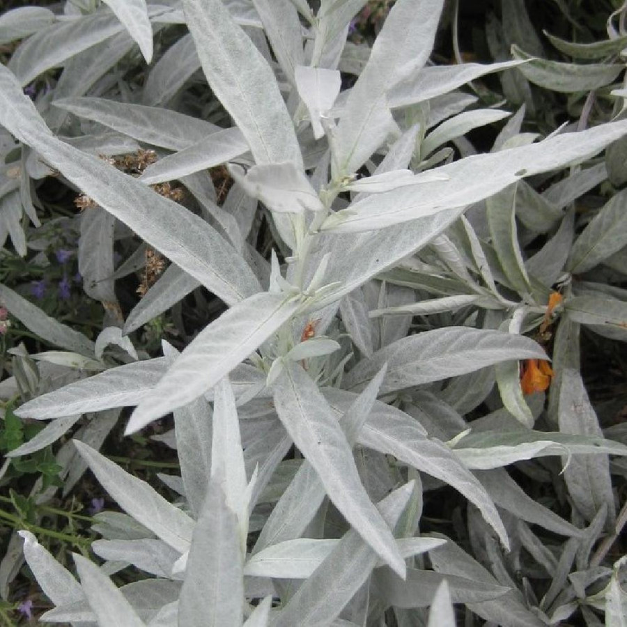 Plantes Vivaces ARTEMISIA ludoviciana - Armoise en vente - Armoise de Lousiane en vente - Pépinière Lepage .