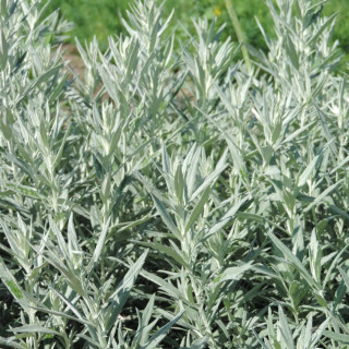 ARTEMISIA ludoviciana 'Silver Queen'