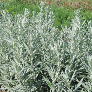 Plantes Vivaces ARTEMISIA ludoviciana 'Silver Queen' - Armoise en vente - Pépinière Lepage .