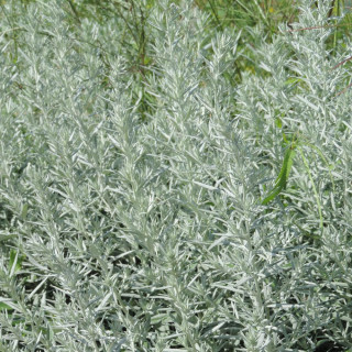 Plantes Vivaces ARTEMISIA ludoviciana 'Silver Queen' - Armoise en vente - Pépinière Lepage .
