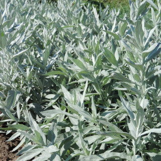 ARTEMISIA ludoviciana 'Valérie Finnis'