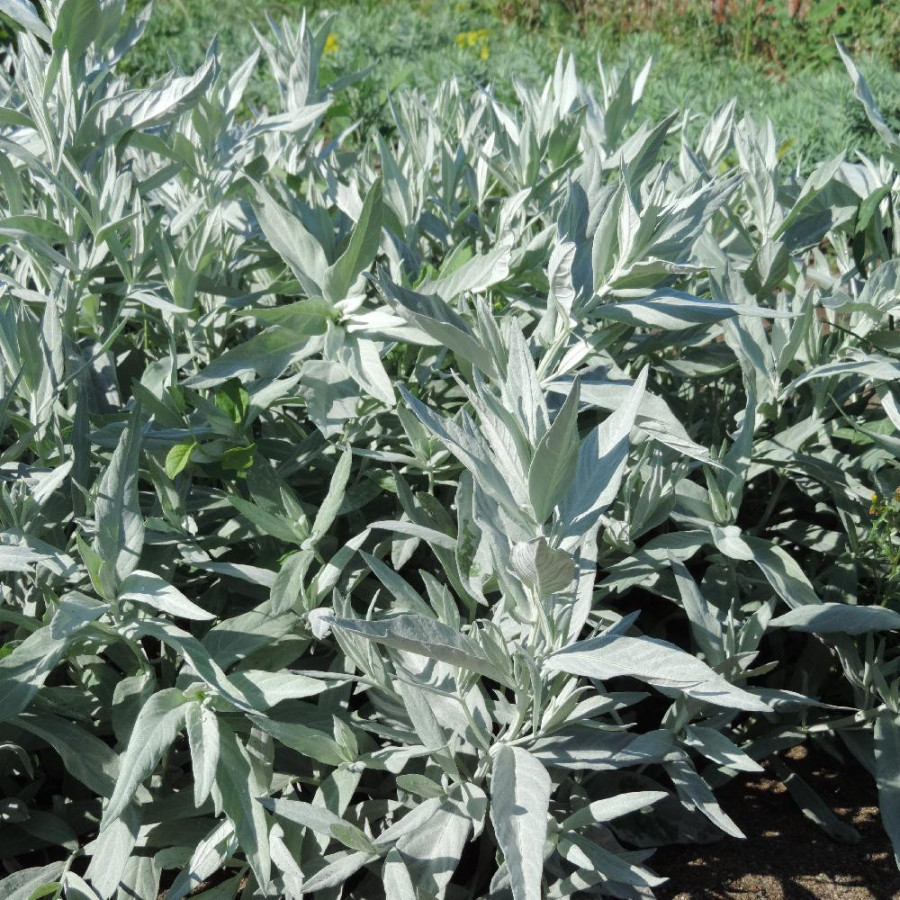 Plantes Vivaces ARTEMISIA ludoviciana 'Valérie Finnis' - Armoise en vente - Pépinière Lepage .