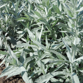 Plantes Vivaces ARTEMISIA ludoviciana 'Valérie Finnis' - Armoise en vente - Pépinière Lepage .