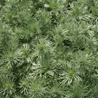 Plantes Vivaces ARTEMISIA schmidtiana 'Nana' - Armoise en vente - Pépinière Lepage .