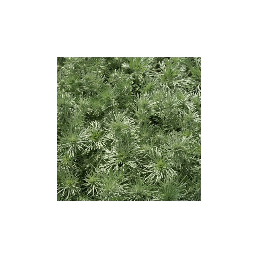 Plantes Vivaces ARTEMISIA schmidtiana 'Nana' - Armoise en vente - Pépinière Lepage .
