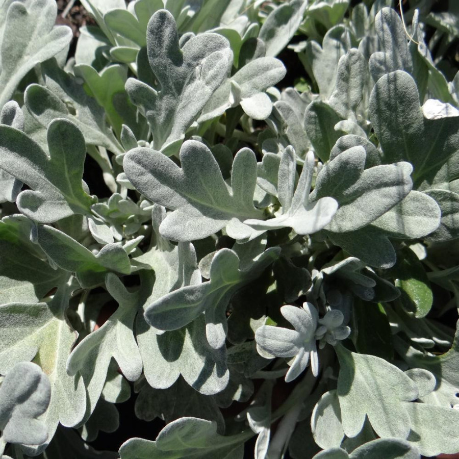 Plantes Vivaces ARTEMISIA stelleriana 'Morris Strain'  - Armoise en vente - Pépinière Lepage .