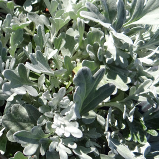 Plantes Vivaces ARTEMISIA stelleriana 'Morris Strain'  - Armoise en vente - Pépinière Lepage .