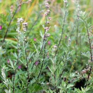 ARTEMISIA vulgaris