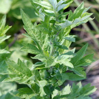 ARTEMISIA vulgaris